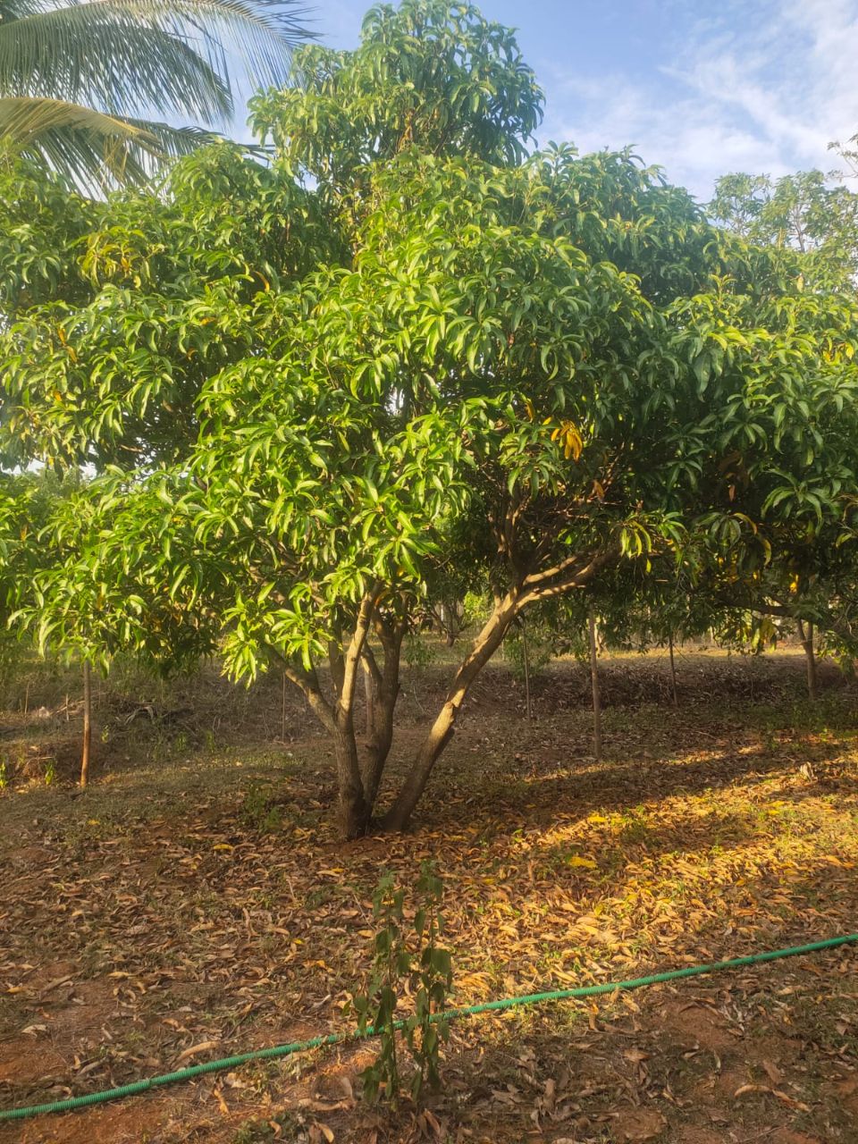Farm moment 5